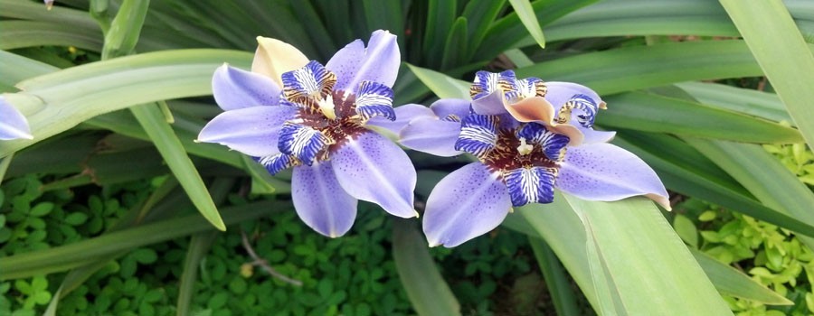 Belezas Naturais de Altamira